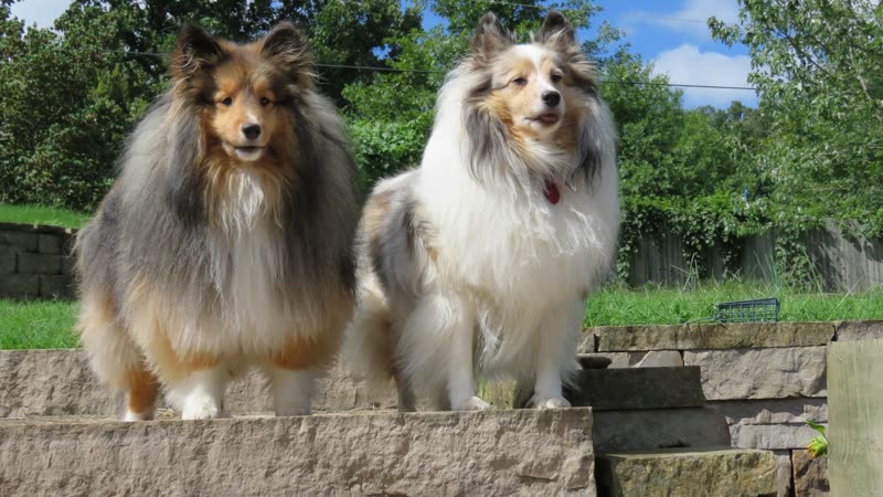 Two Shetland sheepdogs with clean, brushed-out coats standing outdoors after grooming