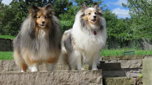 Two freshly groomed Shetland sheepdogs standing side by side on a stone garden wall