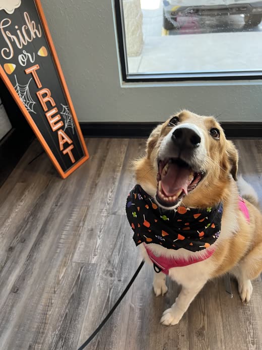 Golden retriever on a lead wearing a seasonal print bandana after a groom, cropped tight on the dog to keep the sign out of frame