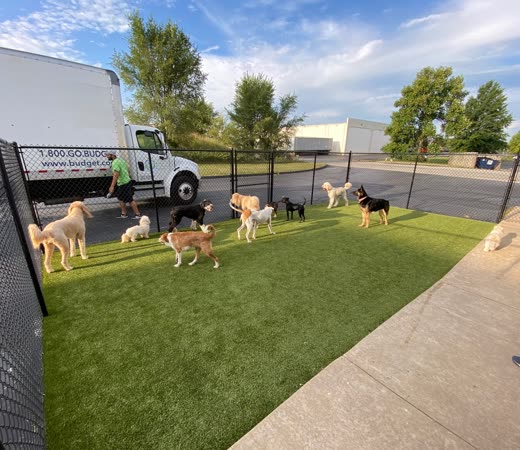 Dogs playing loose on the artificial-turf daycare yard beside the mobile grooming van, cropped to remove the burned-in words