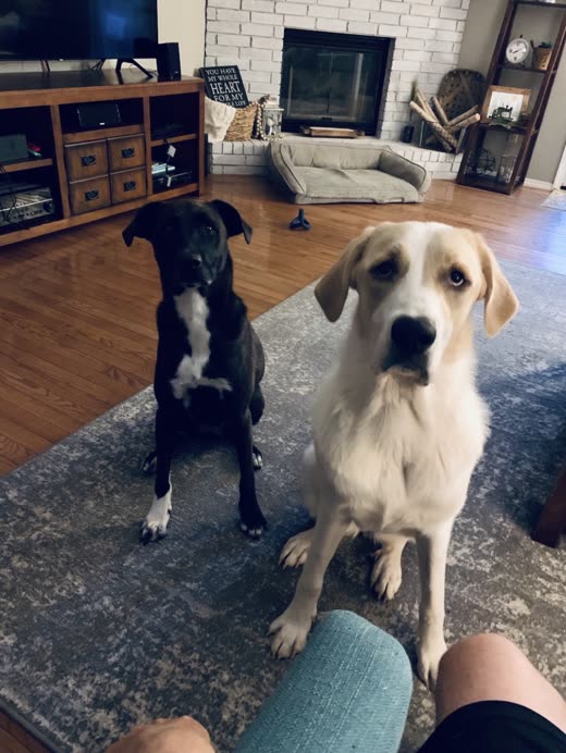 A black lab-type dog and a large cream dog sitting together on a rug indoors