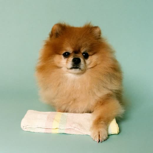 A small freshly groomed dog with a neatly trimmed front paw resting on a towel
